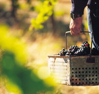 Burge Family Winemakers - Whitsundays Accommodation