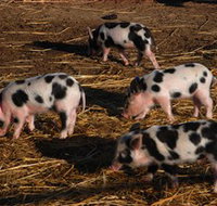 Will's Rare Breeds Farm - Whitsundays Accommodation