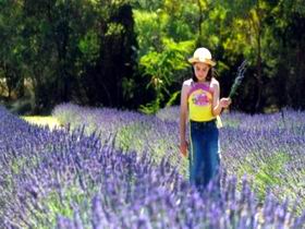 Brayfield Park Lavender Farm - Whitsundays Accommodation 0