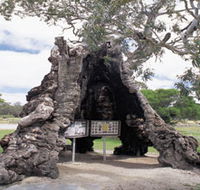 The Herbig Family Tree - Whitsundays Accommodation