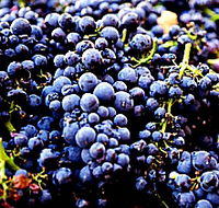 Laurel Bank Vineyard - Whitsundays Accommodation