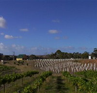 Deep Creek Wines and Alpacas - Whitsundays Accommodation