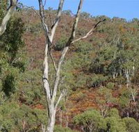 Black Hill Conservation Park - Whitsundays Accommodation