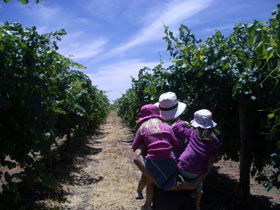 McLaren Vale Orchards - Whitsundays Accommodation 0