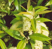 Tumbeela Native Bushfoods - Whitsundays Accommodation