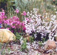 Stokes Bay Bush Garden - Whitsundays Accommodation