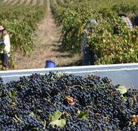 Rolf Binder Wines - Whitsundays Accommodation