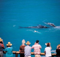 Whale Watching At Head Of Bight - Whitsundays Accommodation