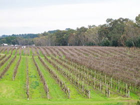 Dennis Wines - Whitsundays Accommodation 0