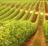 Schild Estate Wines - Whitsundays Accommodation