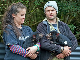 Devils@cradle - Whitsundays Accommodation 0