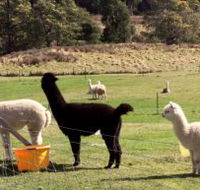 Maydena Country Cabins Accommodation  Alpaca Stud - Whitsundays Accommodation