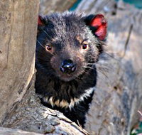 Trowunna Wildlife Sanctuary - Whitsundays Accommodation