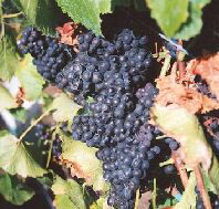 Darlington Vineyard - Whitsundays Accommodation