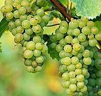 TP Vineyards - Whitsundays Accommodation