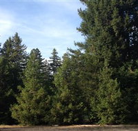 Pialligo Redwood Forest - Whitsundays Accommodation