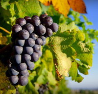 Panorama Vineyard - Whitsundays Accommodation