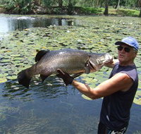 Barra Feeding - Whitsundays Accommodation