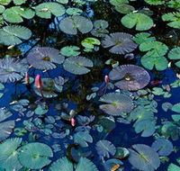 Pine Creek Water Gardens - Whitsundays Accommodation
