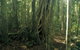 Lamington National Park, Binna Burra Section - thumb 0