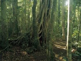 Lamington National Park, Binna Burra Section - Whitsundays Accommodation 0