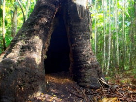 Tewantin National Park - Whitsundays Accommodation 0