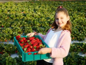 Strawberry Fields - Whitsundays Accommodation 0