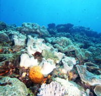 Mudjimba Old Woman Island Dive Site - Whitsundays Accommodation