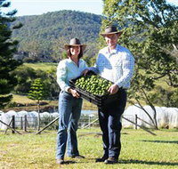 Hinterland Feijoas - Whitsundays Accommodation