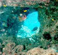 Michaelmas Cay Dive Site - Whitsundays Accommodation
