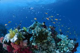 Southern Small Detached Reef Dive Site - Whitsundays Accommodation 0