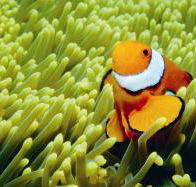 Thetford Reef Dive Site - Whitsundays Accommodation