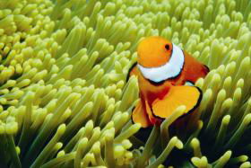 Thetford Reef Dive Site - Whitsundays Accommodation 0