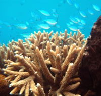 Normanby Reef - Whitsundays Accommodation