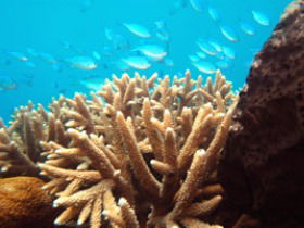 Normanby Reef - Whitsundays Accommodation 0