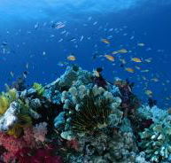 Steve's Bommie Dive Site - Whitsundays Accommodation