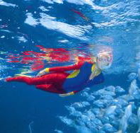 Pixie Pinnacle Dive Site - Whitsundays Accommodation