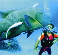 Turtle Bay Dive Site - Whitsundays Accommodation