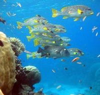 Coral Gardens Dive Site Flynn Reef - Whitsundays Accommodation