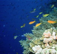 The Three Sisters Dive Site - Whitsundays Accommodation