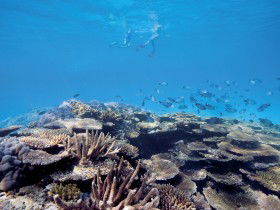 Australian Institute Of Marine Science - Whitsundays Accommodation 0
