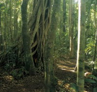 Mount Bithongabel - Whitsundays Accommodation