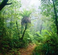 Lamington National Park Green Mountains Section - Whitsundays Accommodation