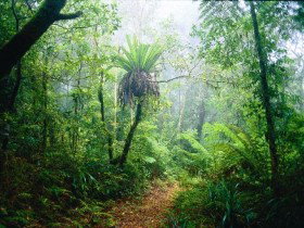 Lamington National Park, Green Mountains Section - Whitsundays Accommodation 0