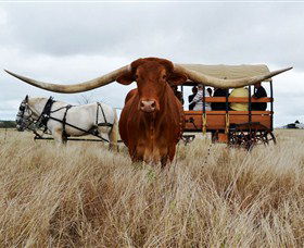 Texas Longhorn Wagon Tours And Safaris - Whitsundays Accommodation 0