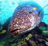 Lady Musgrave Island Dive Sites - Whitsundays Accommodation