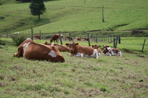 Maleny Dairies - Whitsundays Accommodation 4