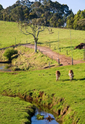 Maleny Dairies - Whitsundays Accommodation 6