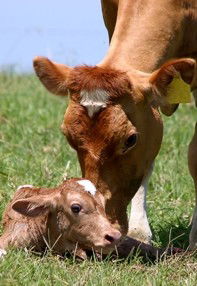 Maleny Dairies - Whitsundays Accommodation 7