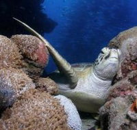 Light House Bommie Dive Site - Whitsundays Accommodation